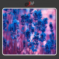 Лавандула Лавандула